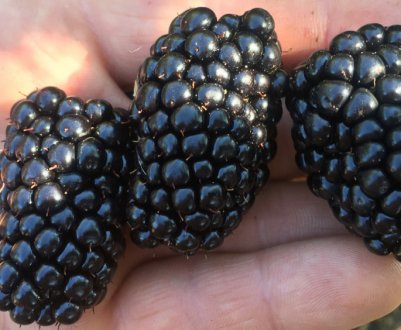 Ожина Натчез: характеристика, врожайність сорту