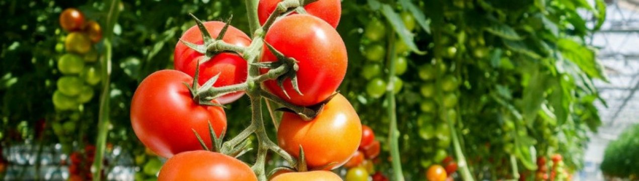 Где Купить Семена Помидор Дрова