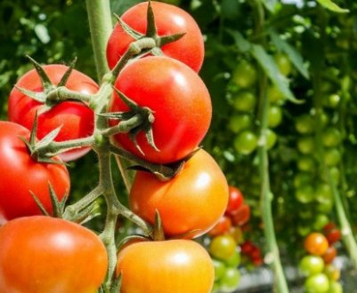 Помідори «Огородник»: опис, агротехніка вирощування