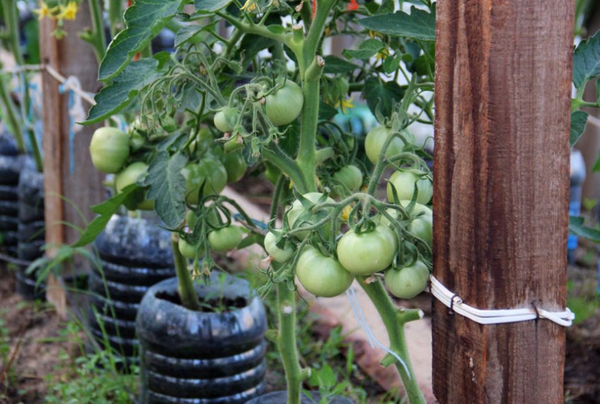 Підв[1]яних кілків