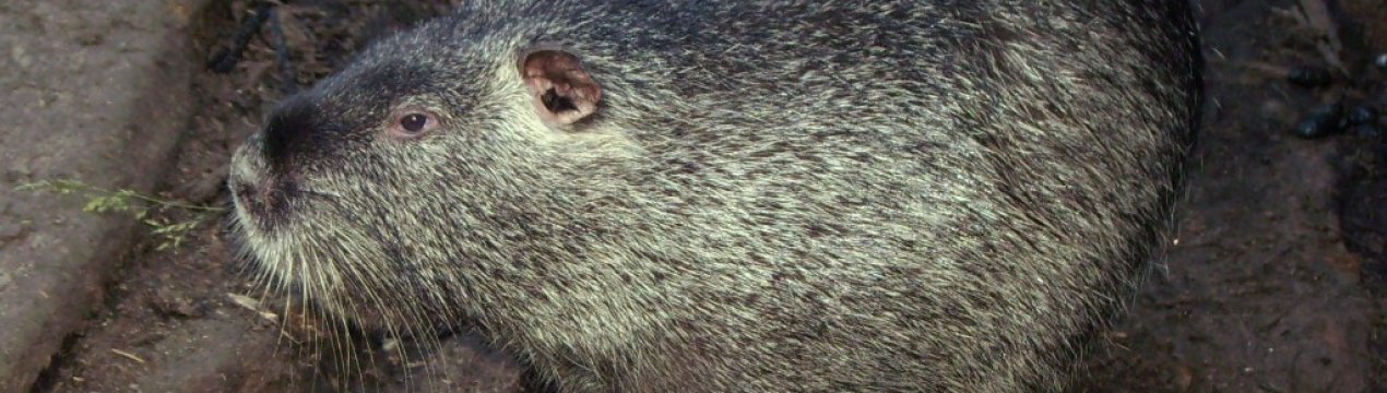 Хвороби нутрій: основні ознаки захворювань, лікування