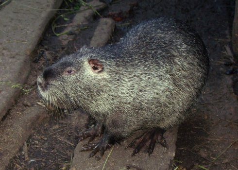 Болезни нутрий: основные признаки заболеваний, лечение