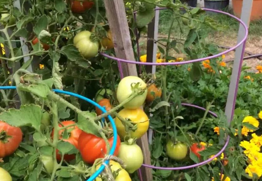 Каркас-циліндр для підв'язки помідорів Каркас-циліндр для підв'язки помідорів