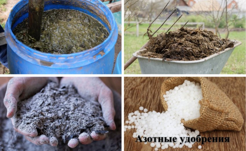 Підгодівлі для жимолості Підгодівлі для жимолості