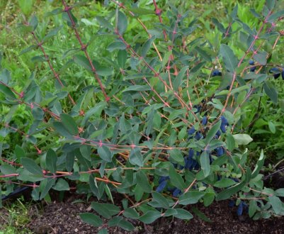 Оптимальне місце для посадки жимолості, з урахуванням складу ґрунту, вологості та освітлення