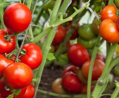 Помідори «Оля»: опис, агротехніка вирощування