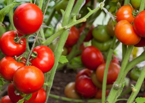 Помидоры «Оля»: описание, агротехника выращивания