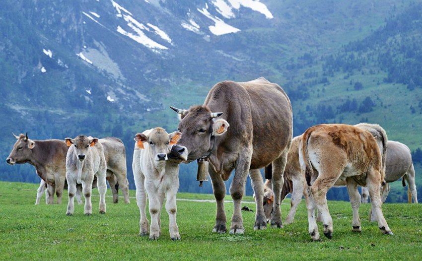 Голландські корови пасуться на воді