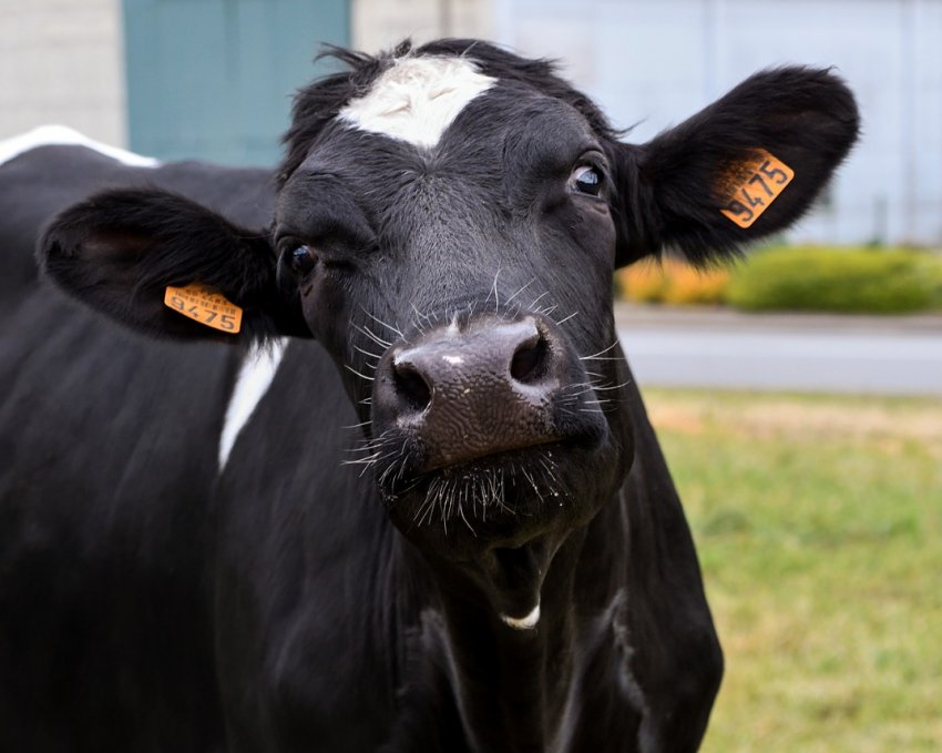 Голландські корови пасуться на воді