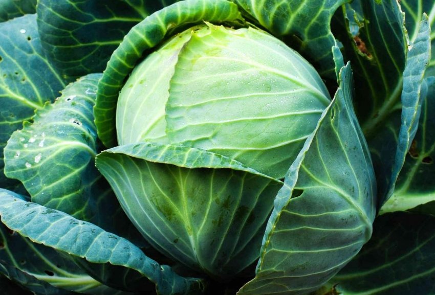 На російському ринку дорожчає капуста