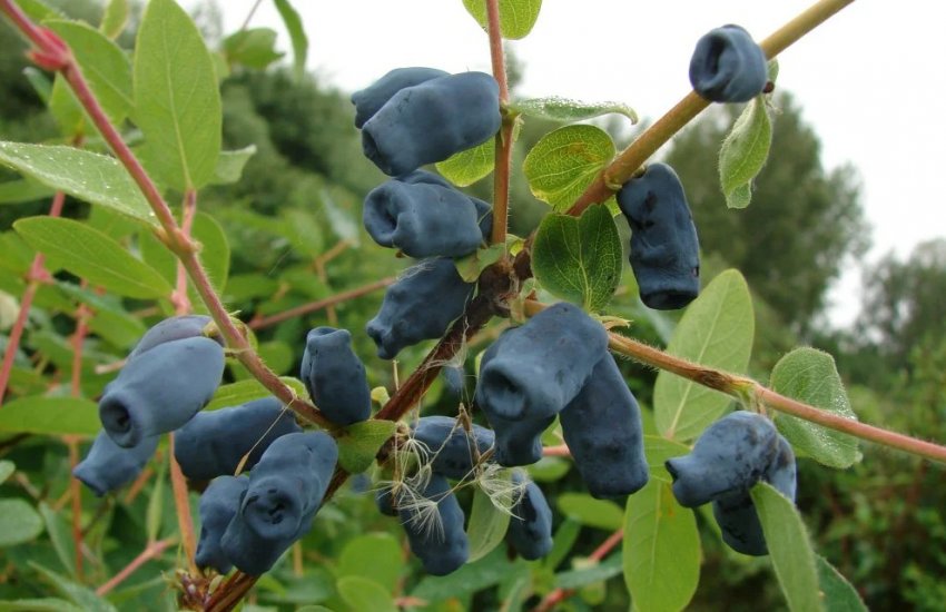 жимолость Їстівна Пушкінська жимолость Їстівна Пушкінська