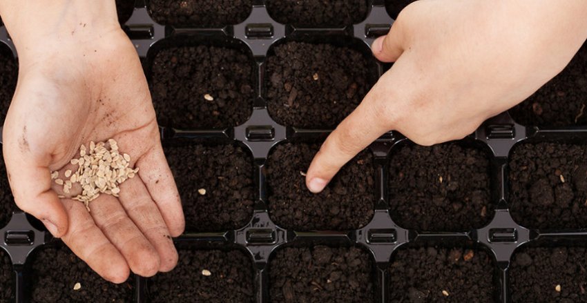 Посів насіння помідор Посів насіння помідор