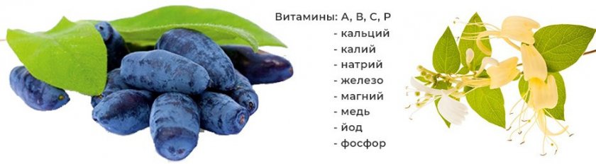 Состав жимолости Состав жимолости