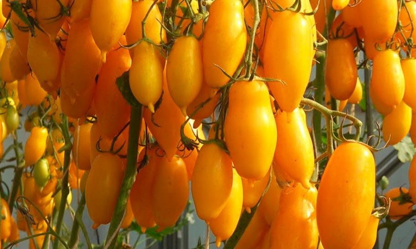 Томат сорти Бананові ноги Томат сорти Бананові ноги