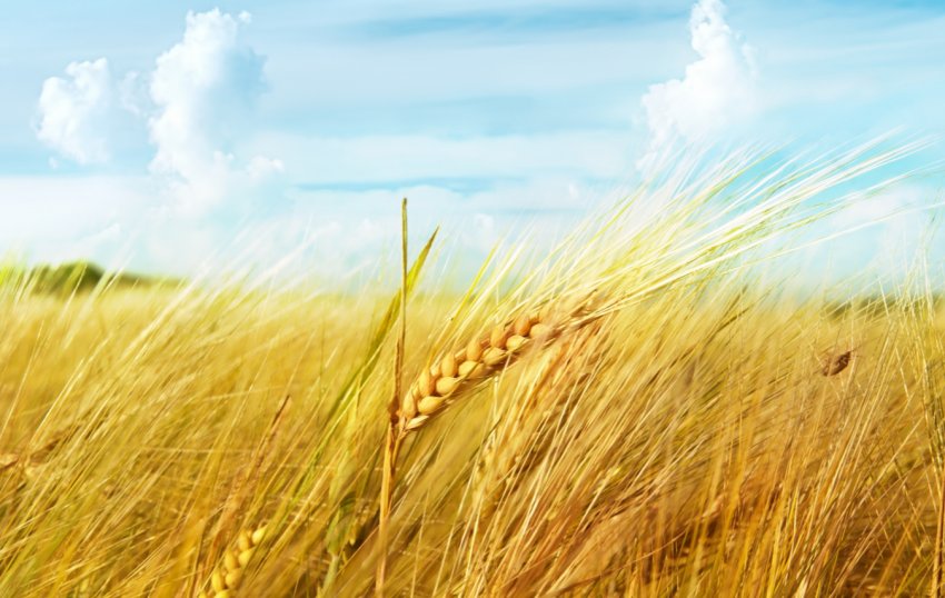 Негода тероризує тамбовських фермерів Негода тероризує тамбовських фермерів