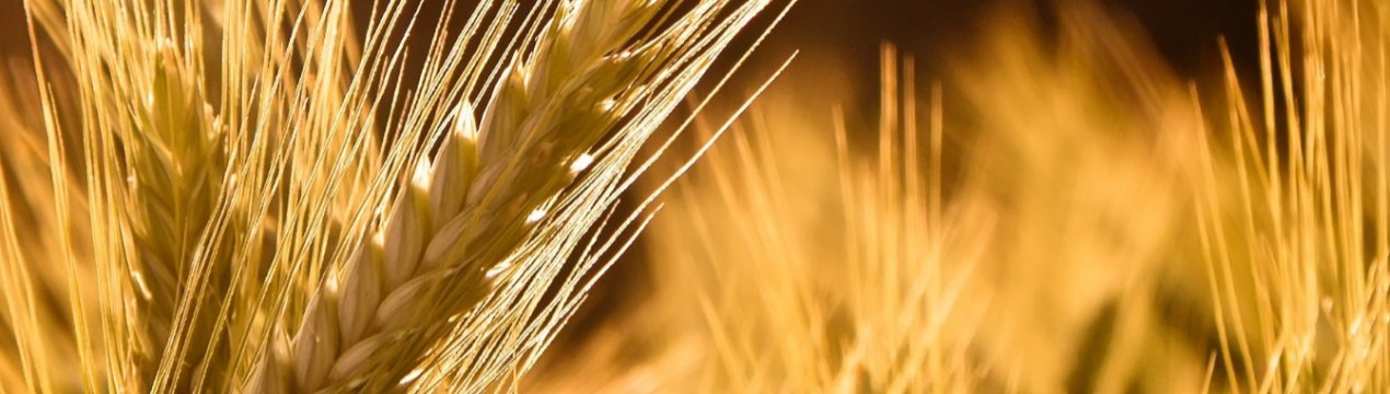 Негода тероризує тамбовських фермерів