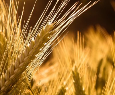 Негода тероризує тамбовських фермерів