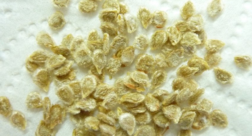 Насіння томатів Насіння томатів