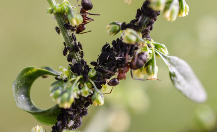 Попелиця на жимолості Попелиця на жимолості