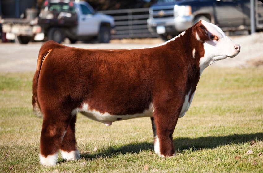 Ставропольські скотарі нарощують темпи виробництва яловичини