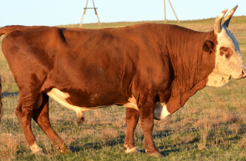 Ставропольські скотарі нарощують темпи виробництва яловичини