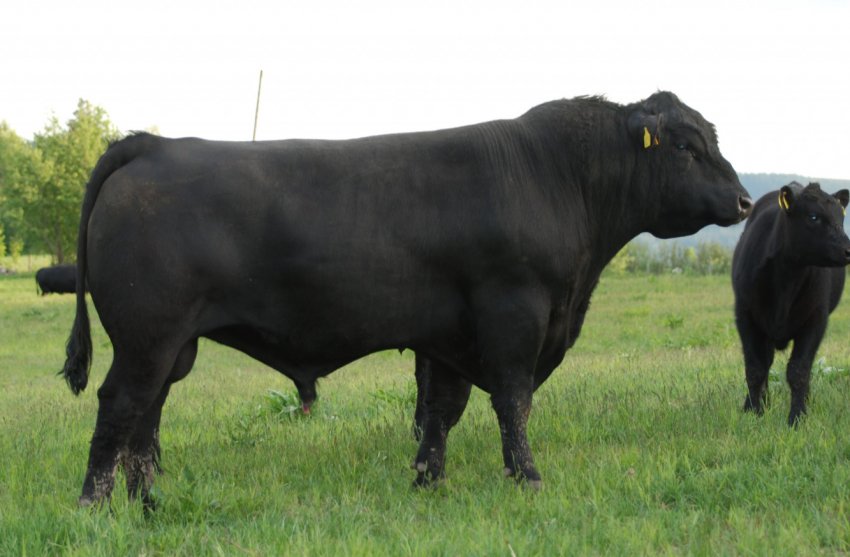 Ставропольські скотарі нарощують темпи виробництва яловичини