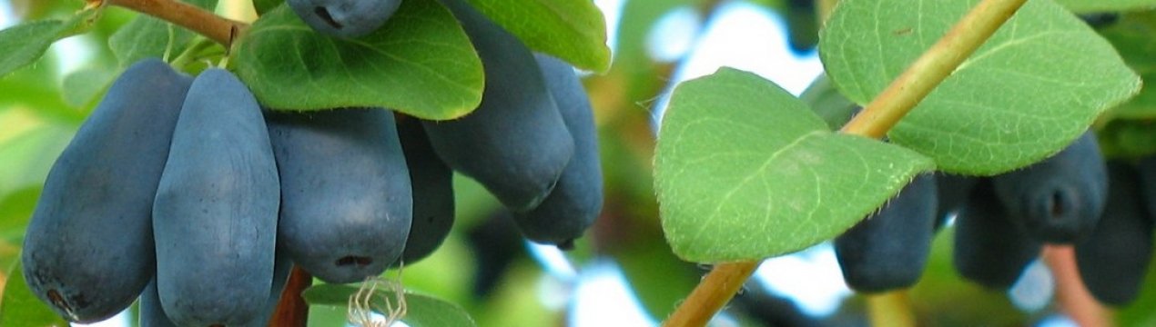 Жимолость їстівна Слов'янка — основні характеристики