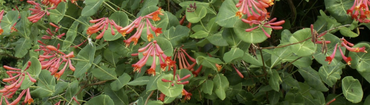 Каприфоль кучерява (жимолость) Брауна: основні характеристики