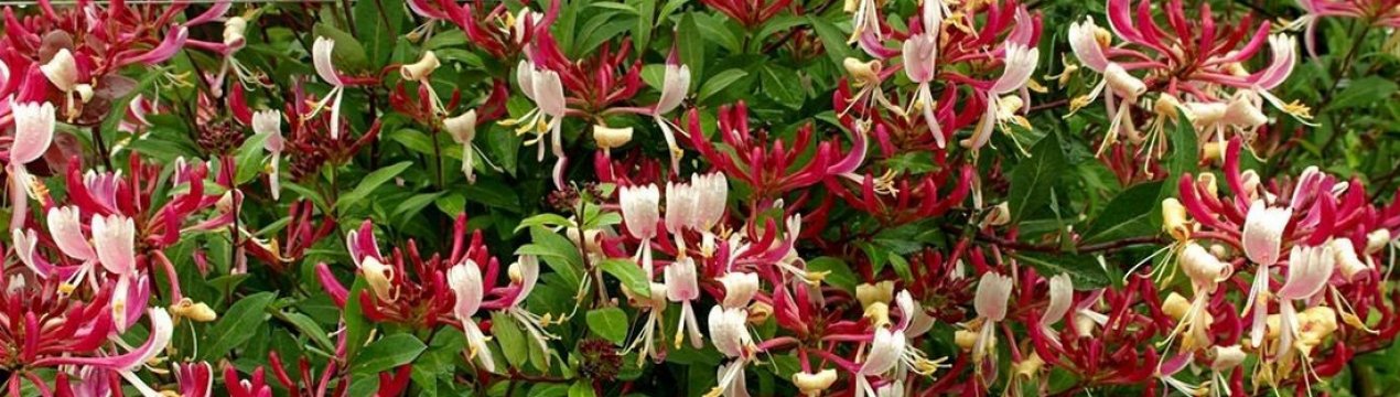 Жимолость їстівна і декоративна: основні відмінності, класифікація з фото