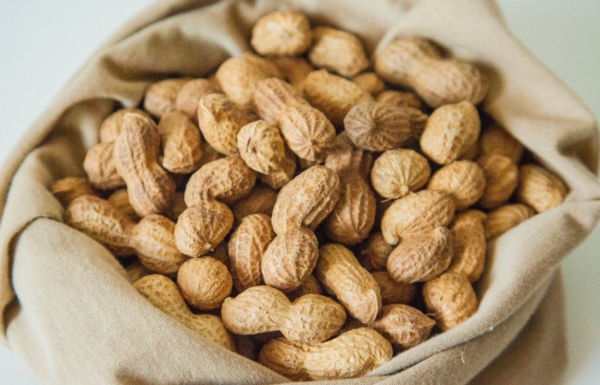 Індійські вчені вивели два сорти високоолеінового арахісу Індійські вчені вивели два сорти високоолеінового арахісу