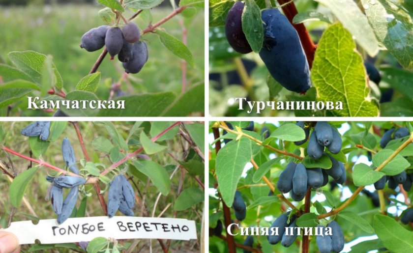 Съедобные сорта жимолости Съедобные сорта жимолости