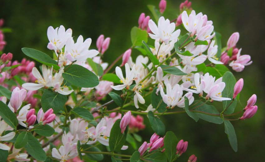 Квітучий кущ жимолості