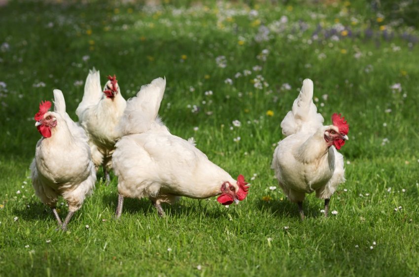 США знизили використання антибіотиків в сільському господарстві на 30 відсотків