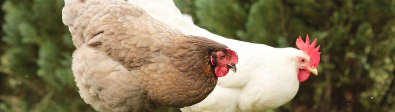 США знизили використання антибіотиків в сільському господарстві на 30 відсотків