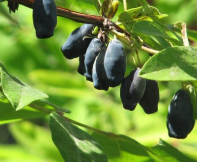 Грунт для жимолості: переваги, бажаний склад ґрунту