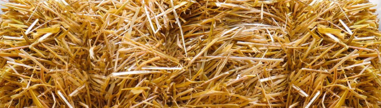 Врожаї в Азербайджані знижуються з вини паліїв соломи