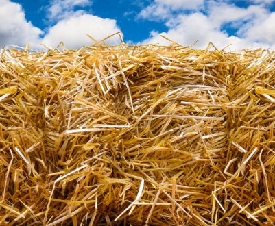 Врожаї в Азербайджані знижуються з вини паліїв соломи 