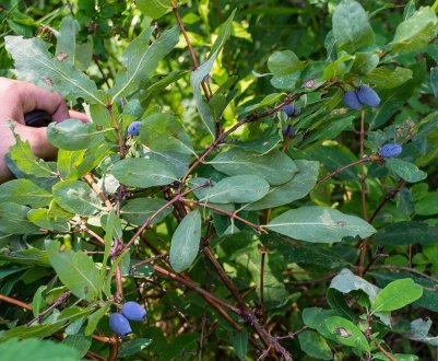 Жимолость на Уралі — особливості агротехніки та районування