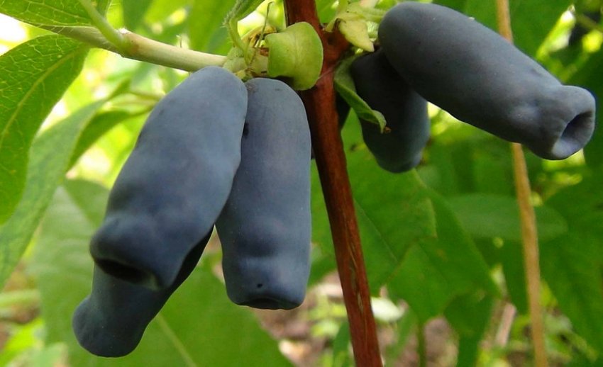 Жимолость Попелюшка