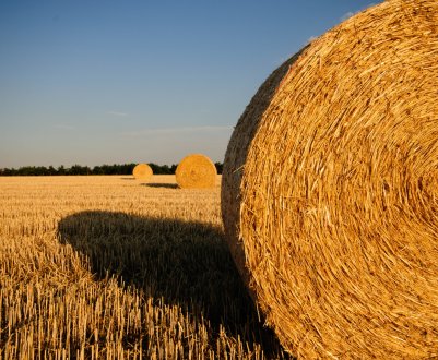 Алтайські аграрії готують «обіди» на чотириста тридцять тисяч персон