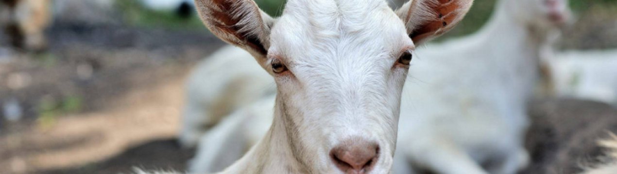 У козы пропало молоко что делать резко в чем причина