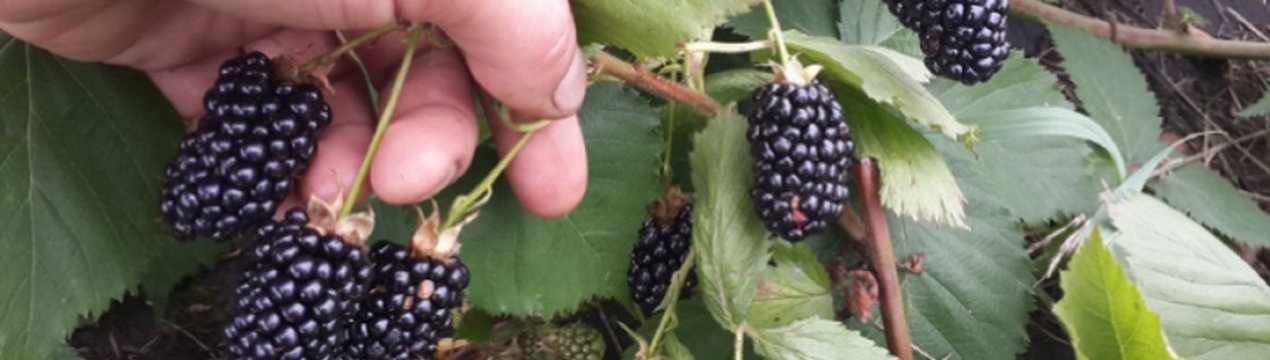 Ожина сорти Лох Мері: характеристика та особливості вирощування