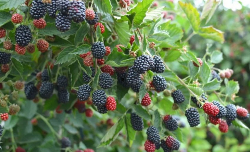 Ожина Лох Мері