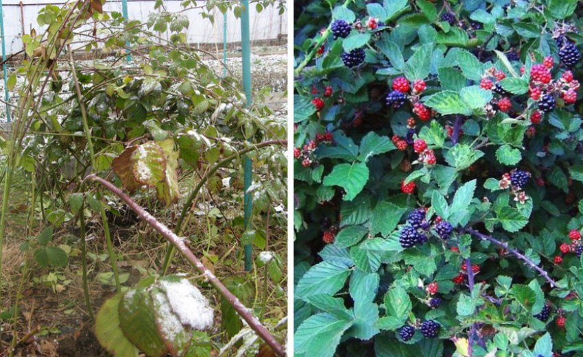 Кущ ожини взимку і влітку