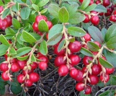 Сорт брусниці Корал: основні характеристики