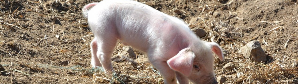 У Херсонській області знову розгулялася АЧС