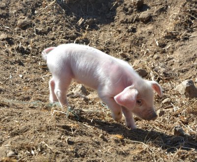 У Херсонській області знову розгулялася АЧС 