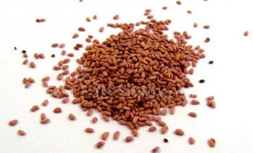 Насіння ожини