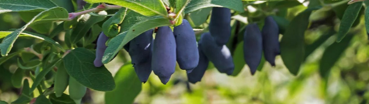 Жимолость їстівна Волхова — основні харктеристики