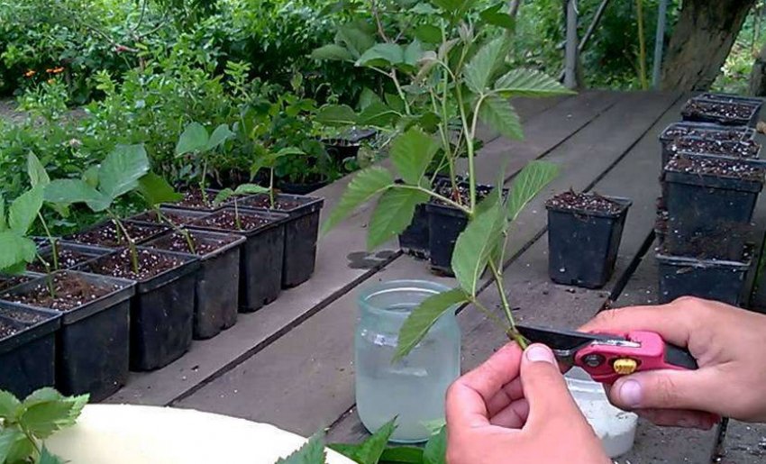 Розмноження зеленими живцями